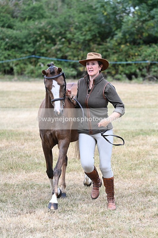 WJ7_1530 - Class 4 Prettiest Mare up to 14.2hh in hand