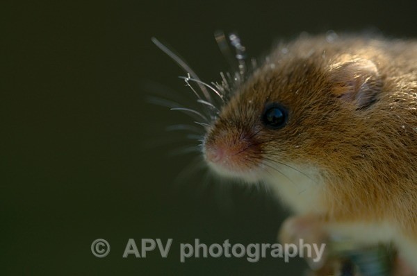 _DSC8344 - Bob's Harvest Mice.