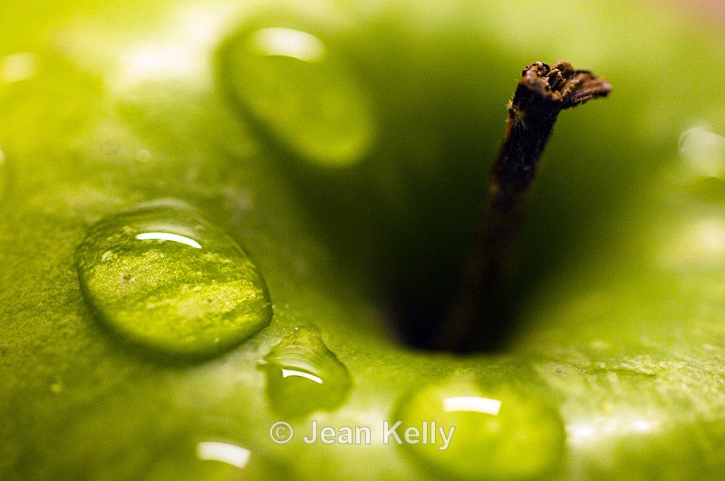 Apple - 7109 - Fruit