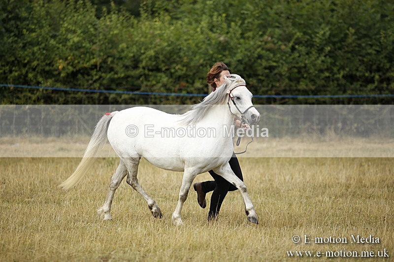 _C7A9554 - BVRC Sow 2018 Ring 2