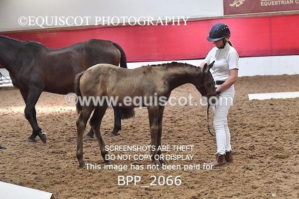 BPP_2066 - AFTERNOON 12.30 - 3.30PM