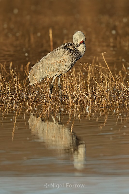 Sandhill Crane preening, South Pond, Bosque del Apache, New Mexico - Sandhill Crane