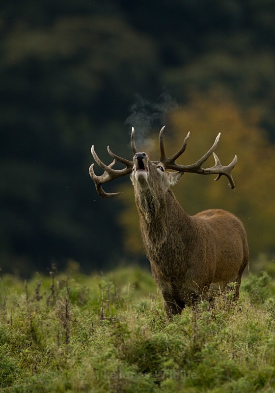 Red Deer rut ref rdr 15 - DEER RUT FOR RED AND FALLOW DEER