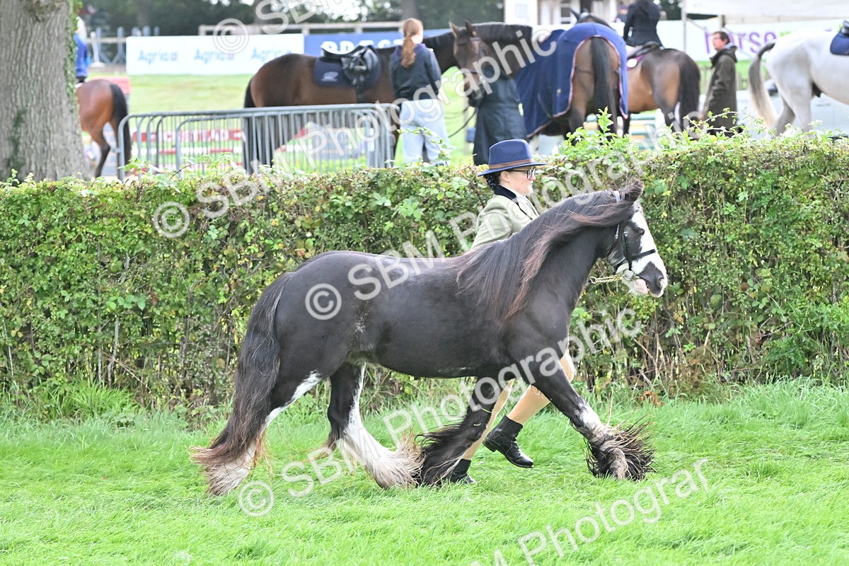 SBM_56961 - S45 - Coloured Pony In Hand
