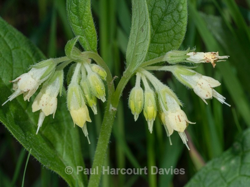 Tuberous Comfrey (Symphytum tuberosum) - Flower Portraits