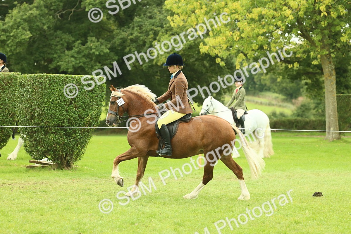 SBM_72061 - S60 - Mountain & Moorland Ridden Large Breeds