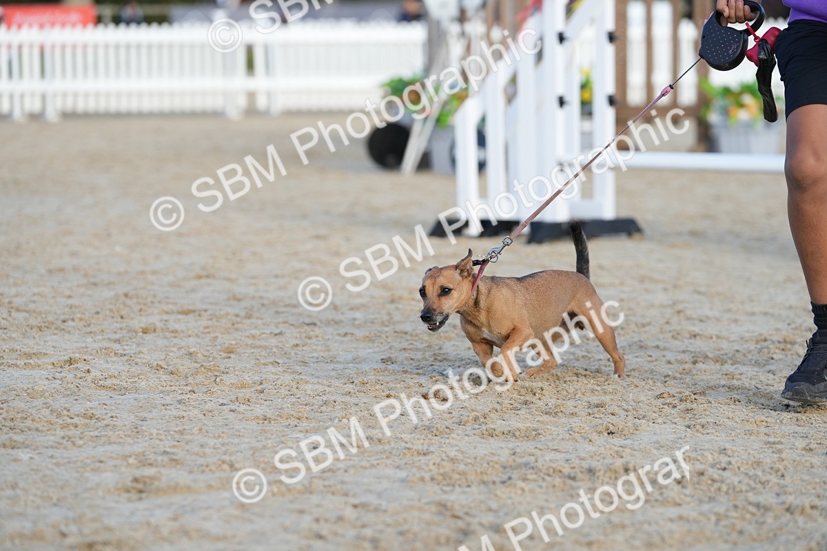 SBM_29088 - J43 - Horse & Hound Open 50cm