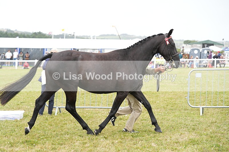 DSC06437 - Hunter/Riding Horse/Hack In Hand Championship
