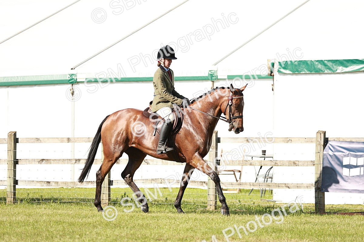 SBM_19225 - Class 115-116 - LIHS BSHA Rising Star Working Hunter & Show Horse