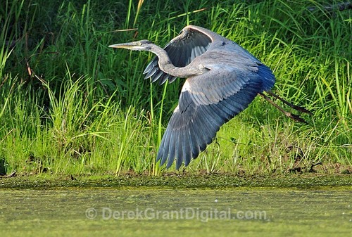 Grace in Motion - Great Blue Heron Taking Off