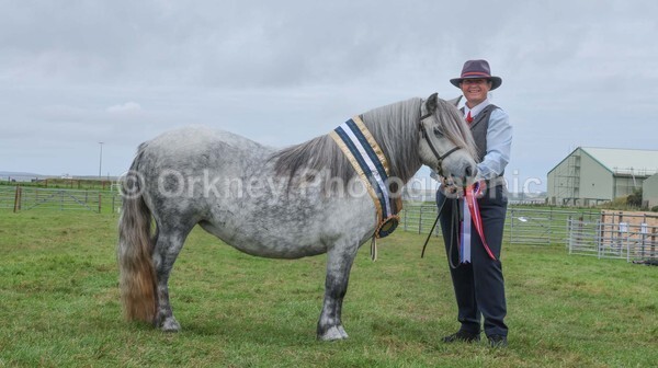 untitled-7284 - Shetland Pony Show