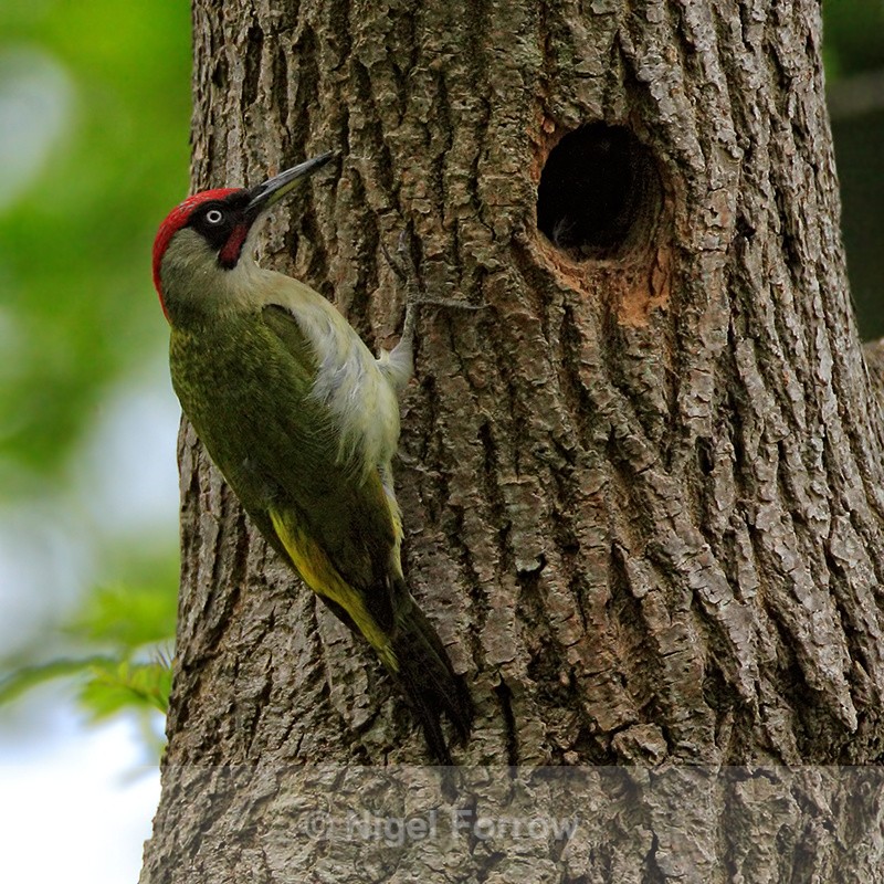 Green Woodpecker (male) near nest hole, Arne - Green Woodpecker
