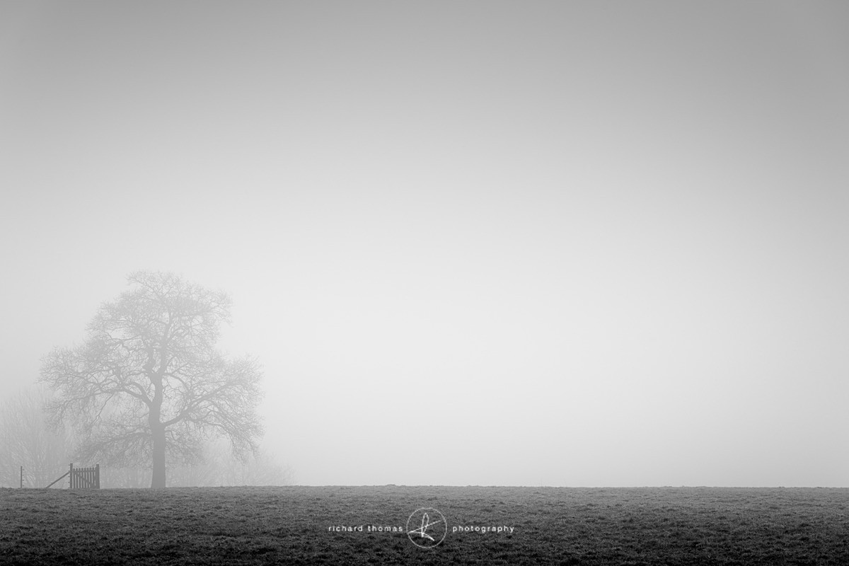 Corner gate - Mono Mist Trees