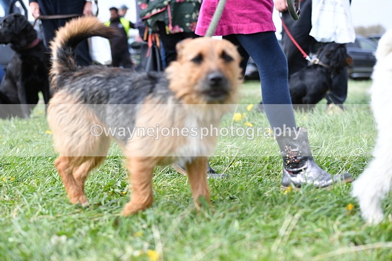 WJ5_0327 - Class 7 Best Terrier