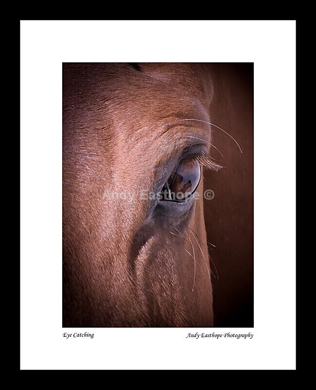 Close Up - If They Were Mounted and in Frames