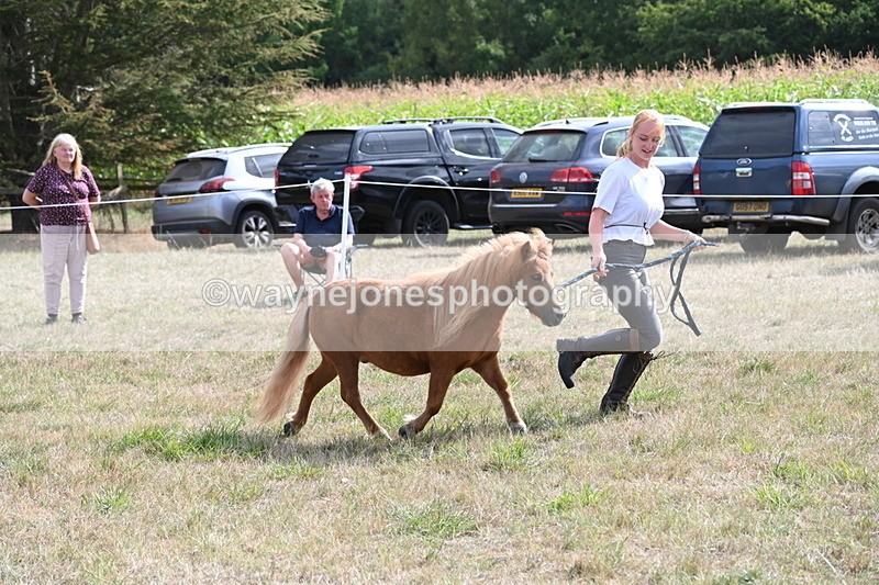 WJ6_6956 - Class 21 Shetland & Mini Horses