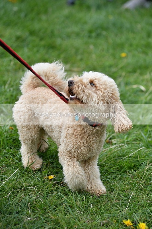 WJ5_9440 - Class 1 Best Cross Breed / Heniz 57