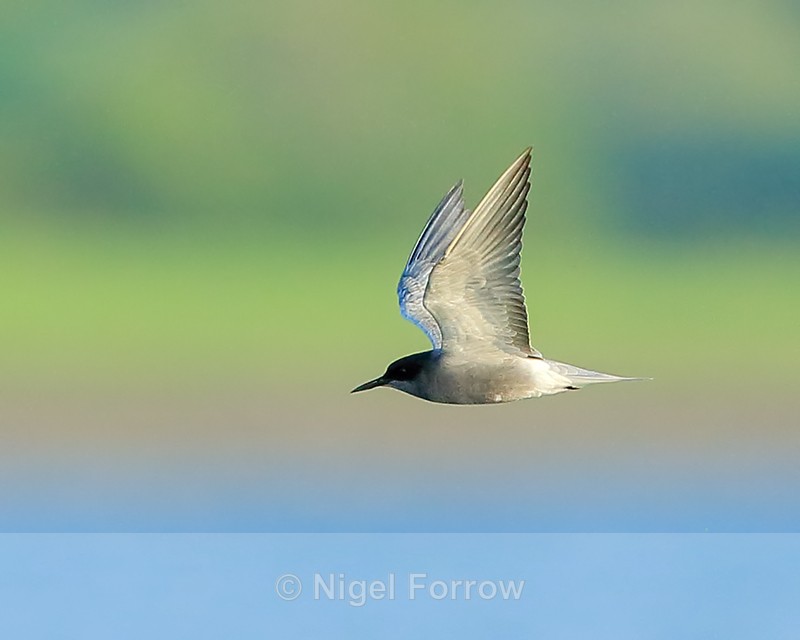 Black Tern in flight, Farmoor Reservoir - Black Tern