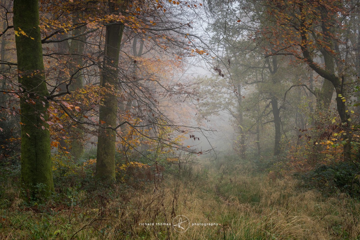Looking down Old Down - Woodland