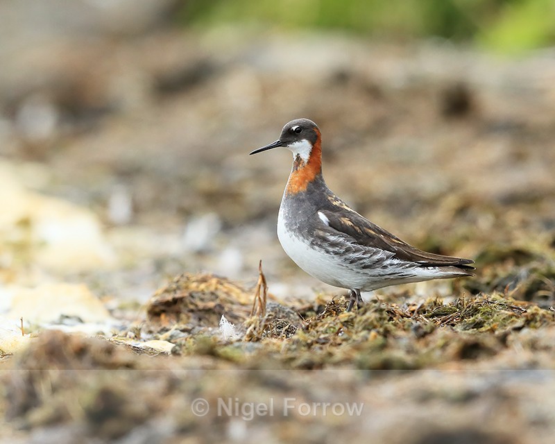 Red-necked Phalarope standing, Iceland - Red-necked Phalarope