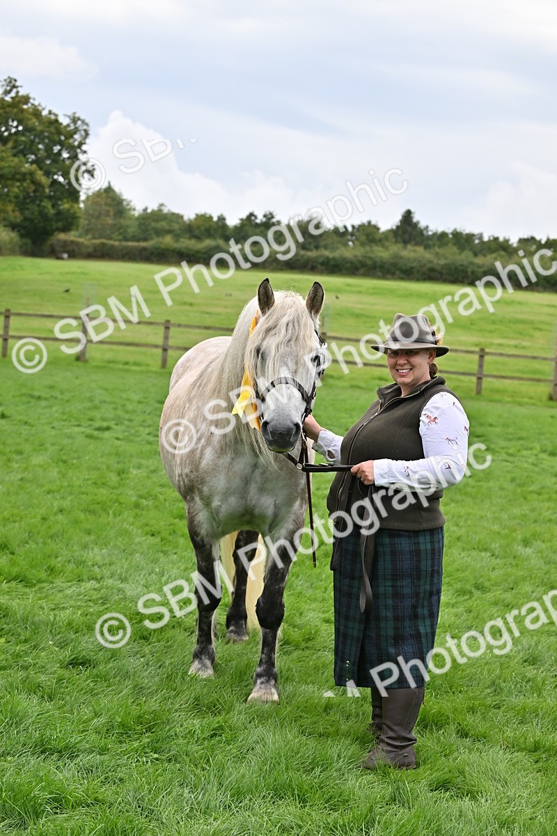 SBM_63318 - S49 - Mountain & Moorland In Hand Large Breeds