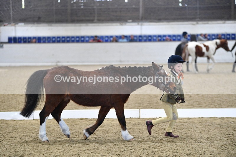 WJ5_3779 - Class 5 In Hand Veterans