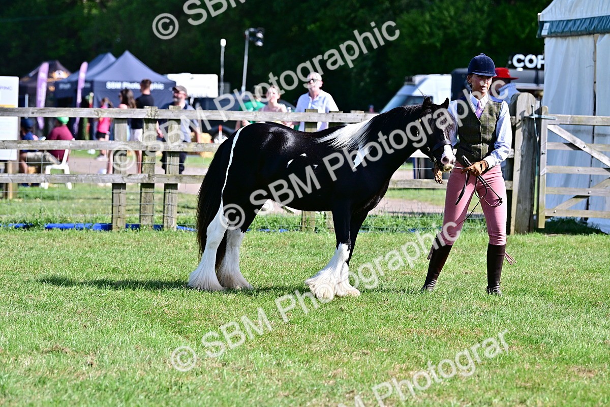 SBM_10012 - Class 63-65 - Traditional Gypsy Cobs In Hand & Ridden