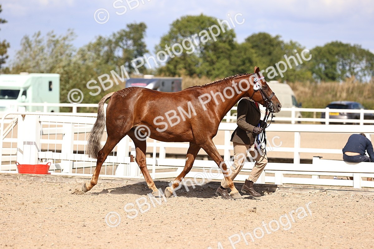 SBM_14336 - Class 411 - Prettiest Mare (IH OR Ridden) Adult