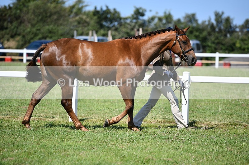 DSC_6705 - Class 57: Hunter/Riding Horse/Hack 1, 2 & 3 yr olds