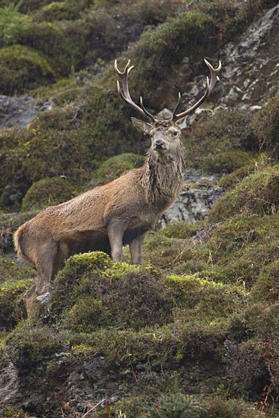 RED DEER, ISLE OF MULL (CARSAIG) - ISLE OF MULL WILDLIFE, Wildlife images from the Inner Hebrides