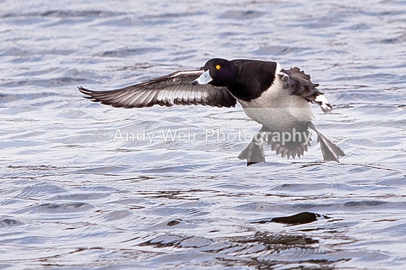 20120303-_MG_8974 - Tufted Duck