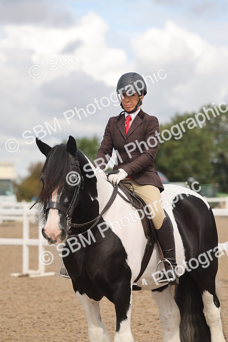 SBM_04443 - Class 18 - Handsomest Gelding (IH or Ridden)