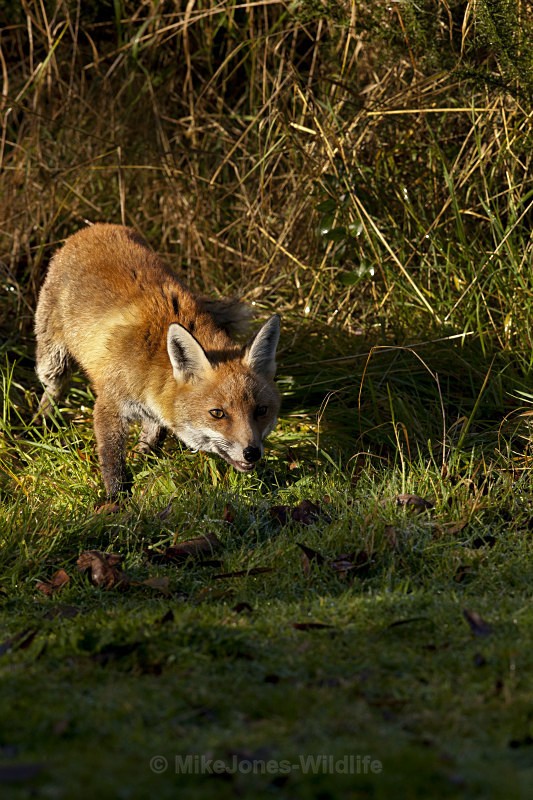 RED FOX 13 - THE RED FOX PORTFOLIO No 1