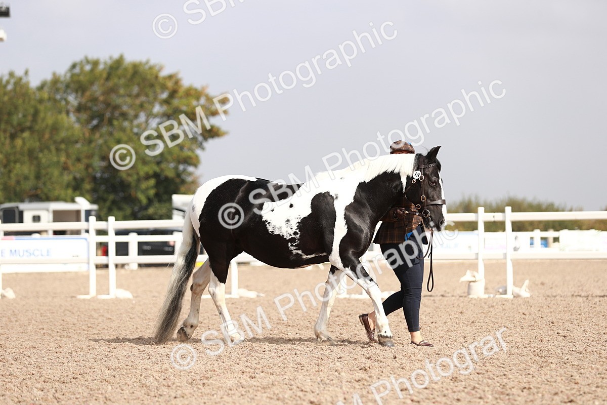 SBM_11758 - Class 206 IH Non Show Type Pony