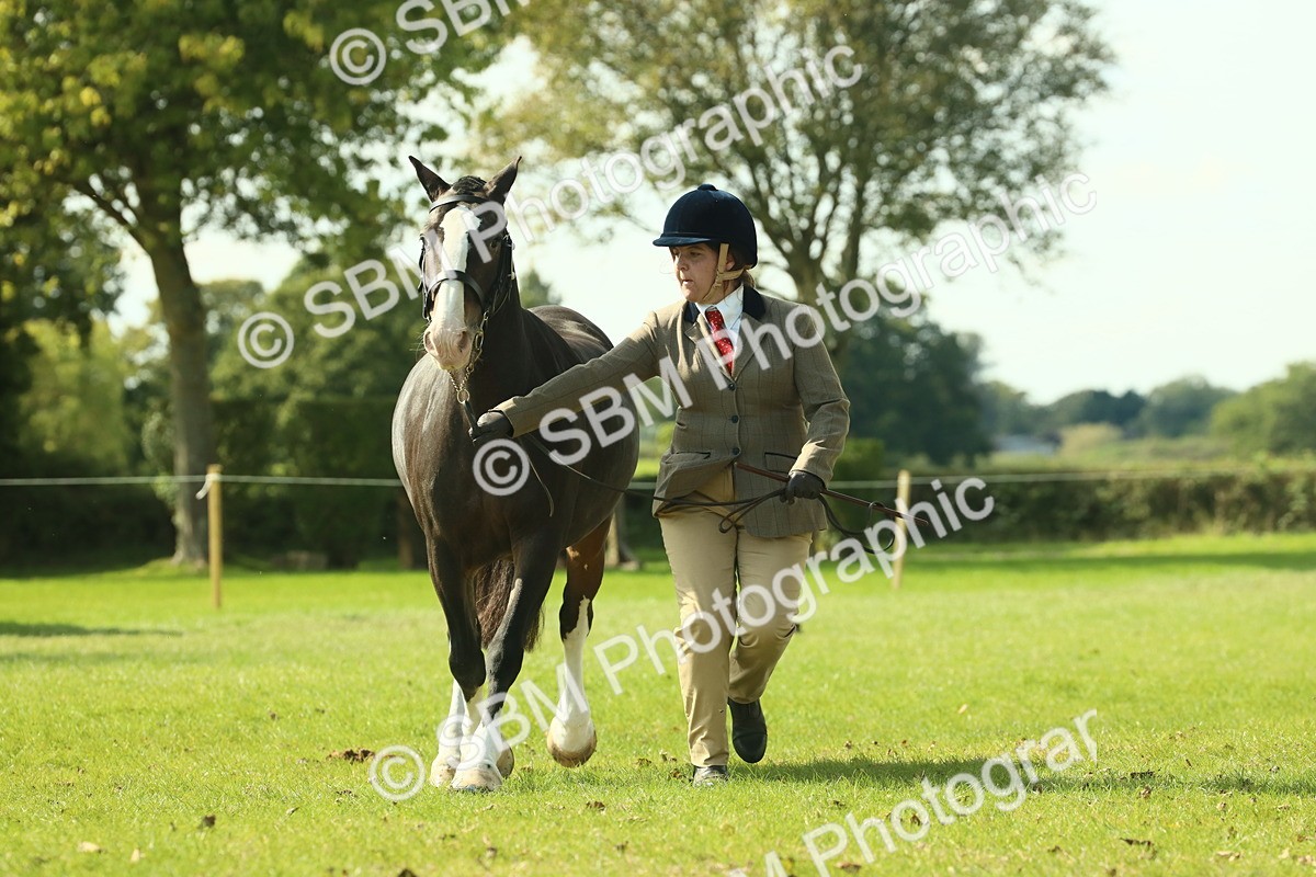 SBM_66553 - S34 - Rehabilitated Rescue Horse & Pony In Hand & Ridden
