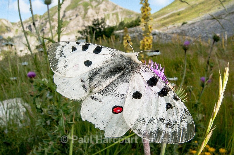  - Bugs: Butterflies