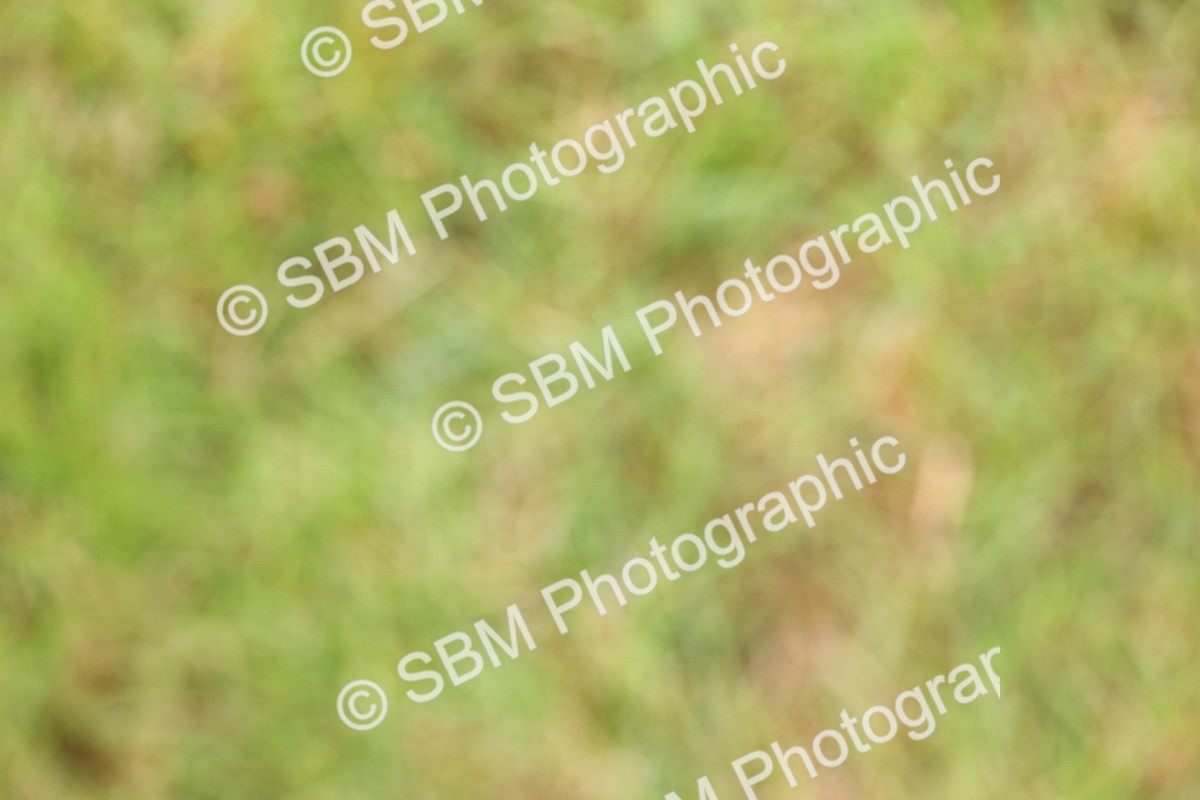SBM_02792 - Class 9-11 Side Saddle including LIHS Rising Star Ladies Show Horse