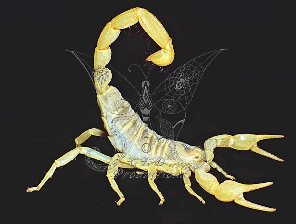 Common Scorpion - Calif. USA - ANIMALS
