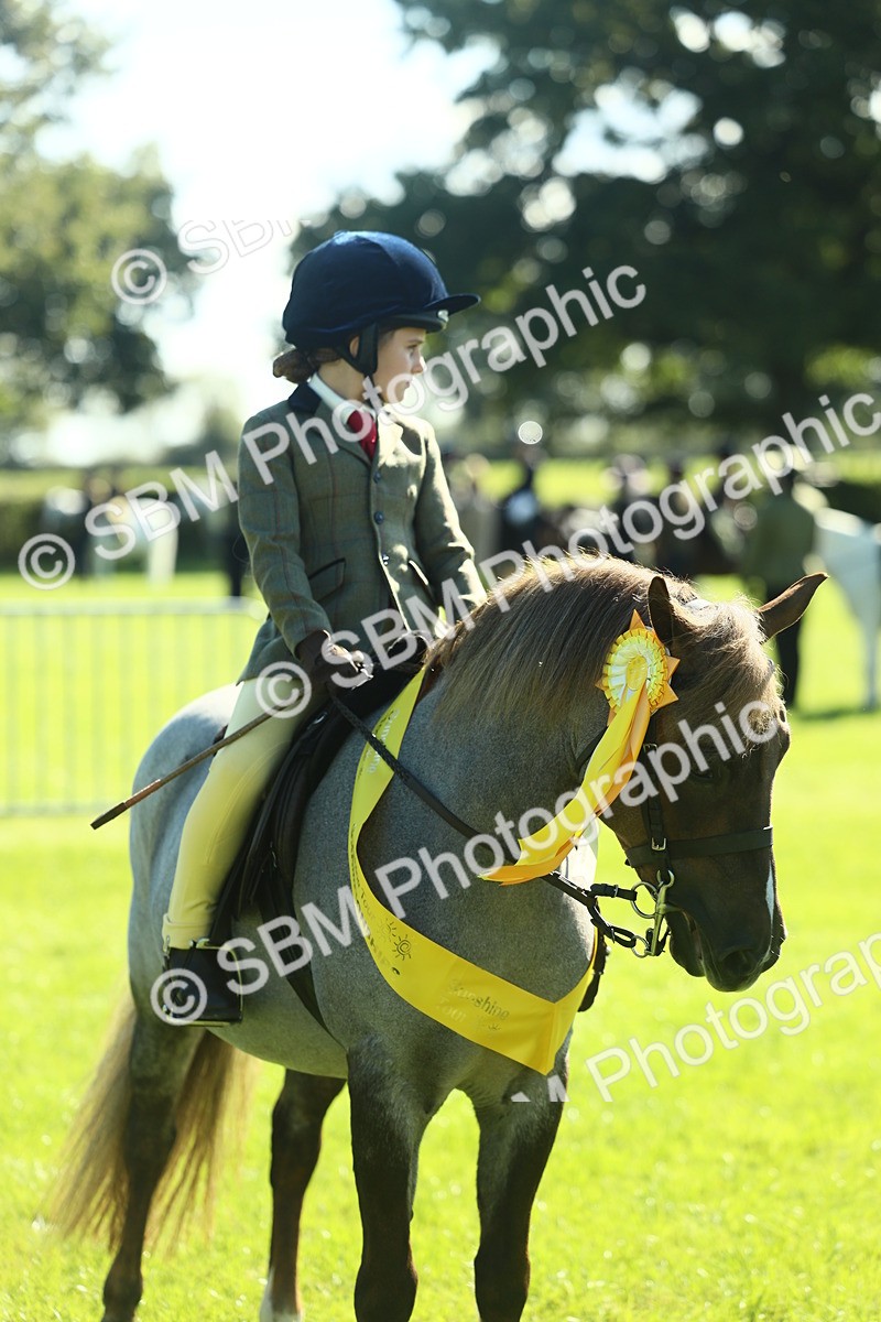 SBM_39093 - S29 - Novice & Newcomers Working Hunter Pony