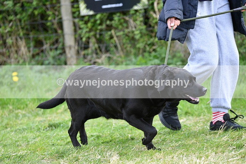 WJ5_0029 - Class 5 Best Veteran / 7 years & over