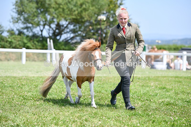 DSC_7377 - Class 62: Coloured Pony Youngstock