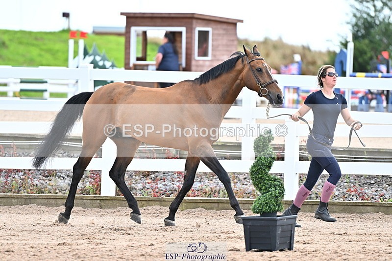 240718A-105325-01985 - Trot Up 2pm to 3pm - This folder is not in time order