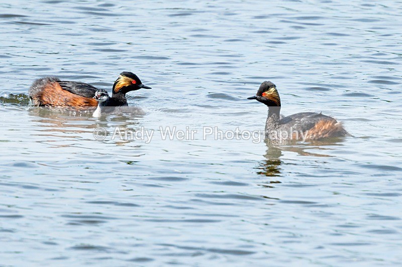 20180605-Woolston-8E0A8999 - Black-necked Grebe