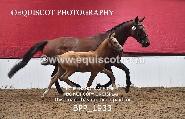 BPP_1933 - AFTERNOON 12.30 - 3.30PM