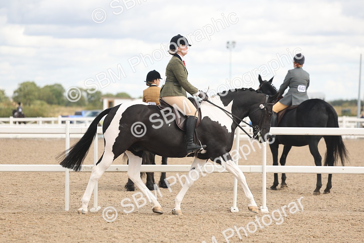 SBM_14718 - Class 308 - Ridden Coloured Horse