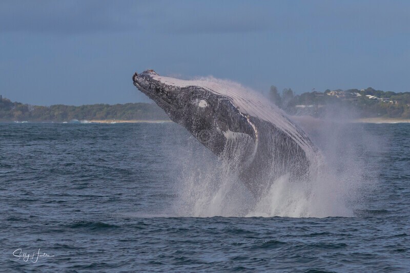 0A3A3028 - 2024 Whale Photos
