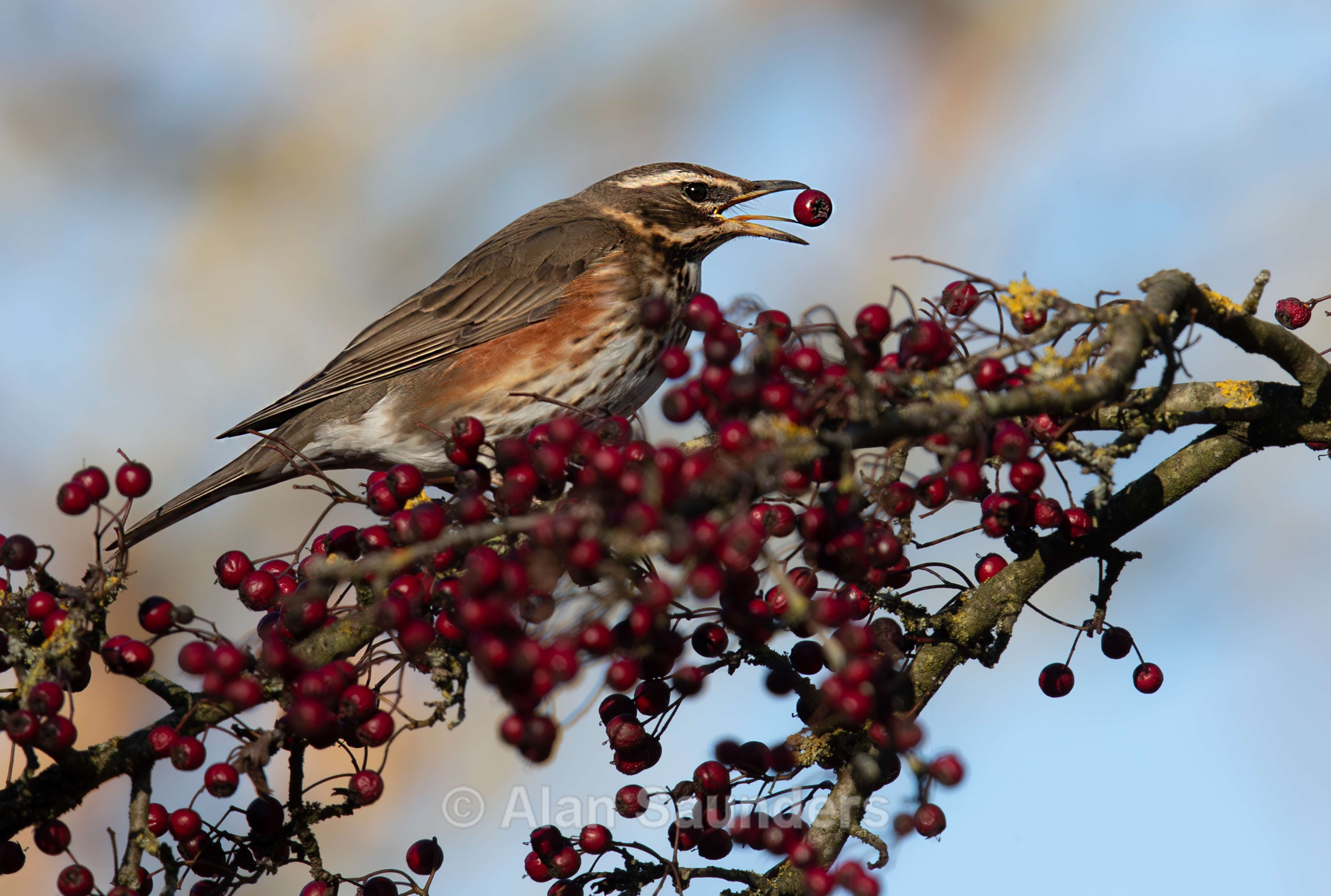 Redwing 4