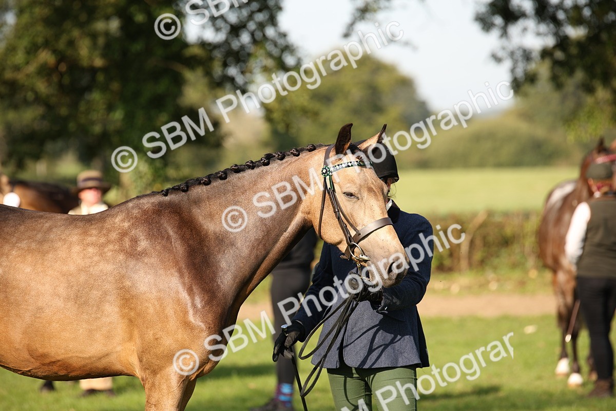 SBM_59369 - S52 - Other Coloured Horse In Hand