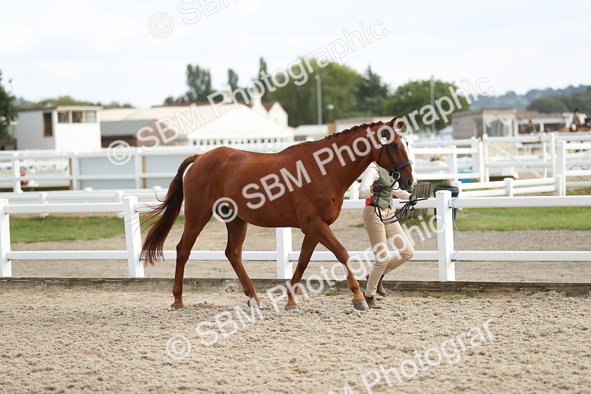 SBM_08548 - Class 28 - IH Veteran Horse