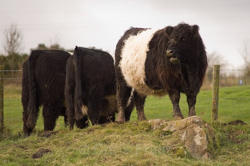 4 - Belted Galloway Cattle